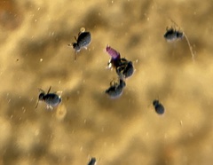 Sminthurinus atrapallidus