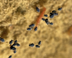Sminthurinus atrapallidus