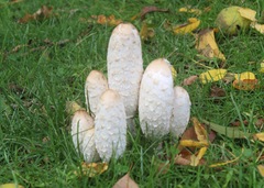 Coprinus