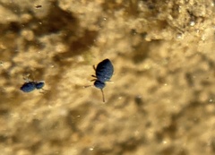 Sminthurinus atrapallidus