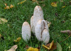 Coprinus