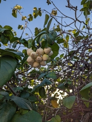 Coccoloba uvifera