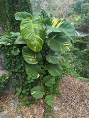 Epipremnum aureum