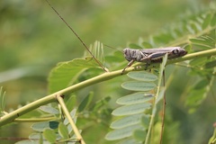 Melanoplus differentialis