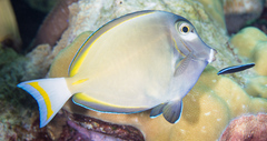 Acanthurus nigricans