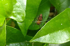 Alpaida gallardoi