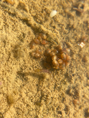 Podocopida