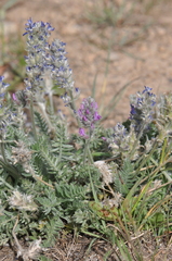 Oxytropis splendens