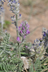 Oxytropis splendens