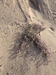 Abronia villosa