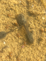 Spea hammondii