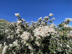 Ceanothus crassifolius