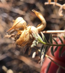 Astragalus bolanderi
