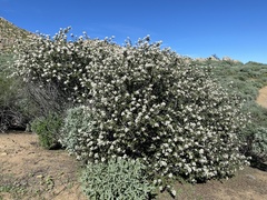 Ceanothus crassifolius