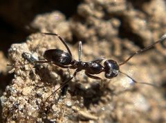 Dorymyrmex insanus