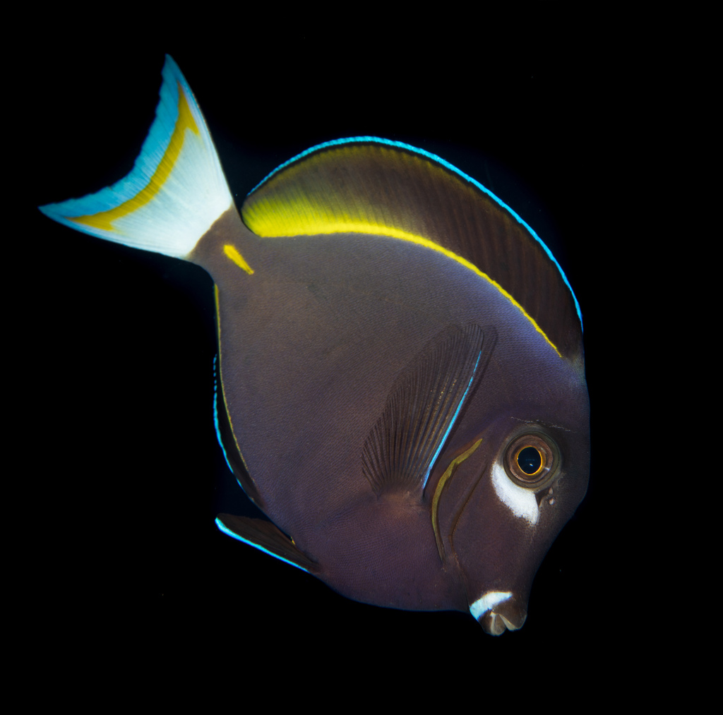 Goldrim Surgeonfish