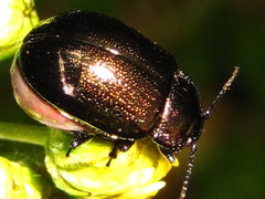Chrysolina aurichalcea