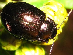 Chrysolina aurichalcea