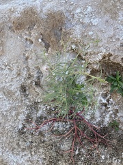 Palafoxia arida