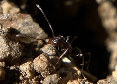 Dorymyrmex insanus