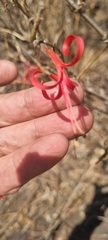 Anisacanthus