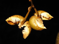 Neoshirakia japonica