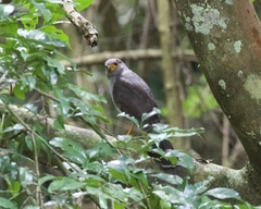 Micrastur ruficollis