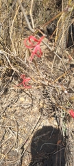Anisacanthus