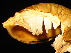 Neoshirakia japonica