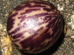 Neoshirakia japonica