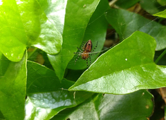 Alpaida gallardoi
