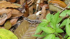 Anolis humilis