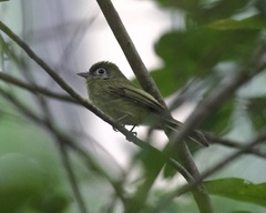 Rhynchocyclus brevirostris