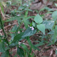 Dicliptera chinensis