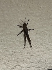 Abracris flavolineata