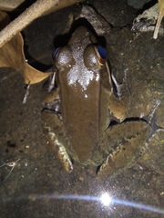 Lithobates maculatus