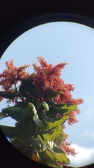 Triplaris americana