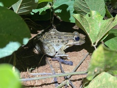 Leptodactylus macrosternum
