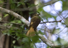 Onychorhynchus coronatus