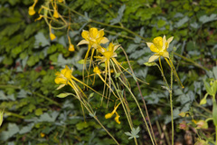 Aquilegia longissima
