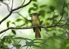 Onychorhynchus coronatus