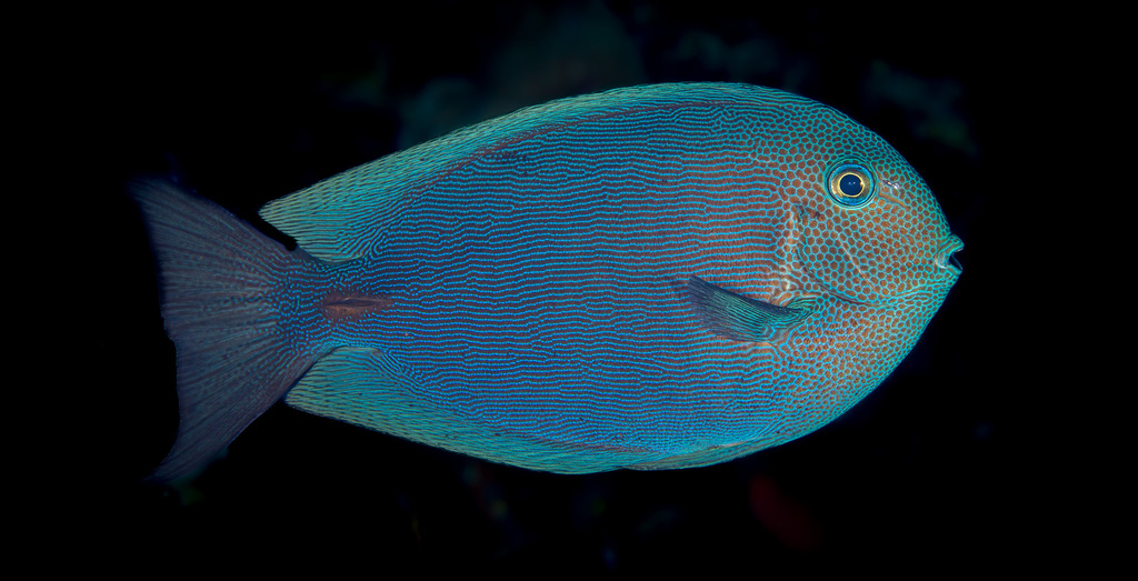 Dropoff Surgeonfish
