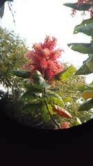 Triplaris americana