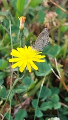 Zizina oxleyi