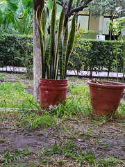 Nothofagus cunninghamii