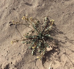 Chylismia claviformis