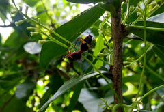 Dysdercus albofasciatus