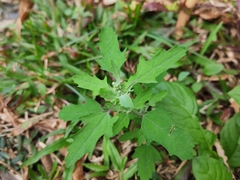 Chenopodium ficifolium
