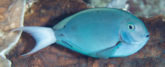 Acanthurus thompsoni