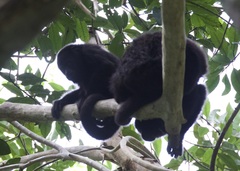Alouatta